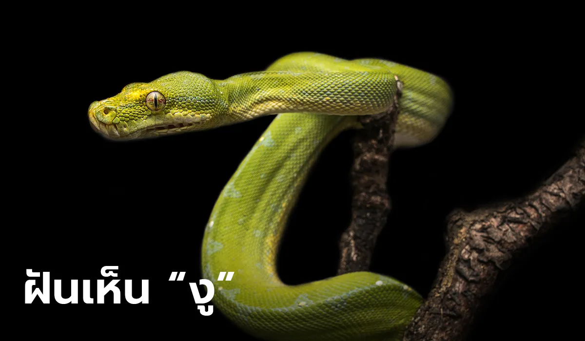 ฝันเห็นงู